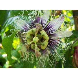 Serendipity Seeds 10 seeds Passiflora edulis Passion Flower Seeds Fragrant Vine Premium Seed Pack