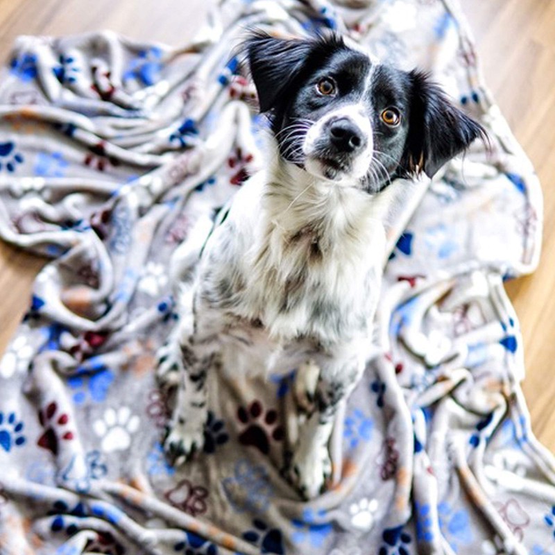 Nobby Classic LISSI 60882 Dog Blanket L x W 100
