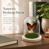 Green-Banded Swallowtail Butterfly Framed Decoration - Handmade Glass Shadow Box