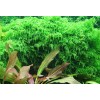 Weeping Moss - Live Submerged Freshwater Aquatic Live Plant
