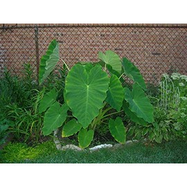 Live Bulbs Colocasia Elephant Ear Huge Leaf Esculenta Elephant Ear Taro Gabi Kalo Eddo Bulbs Ready to Grow Tropical Garden Plant (8 Bulps)