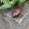 Tipmant RC Cockroach Remote Control Car Vehicle Animal Toys Electronic