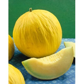 Southeast Seeds Casaba Melon, Golden Beauty, NON-GMO, Muskmelon, Variety Size Packets, FREE SHIP - 50 Seeds