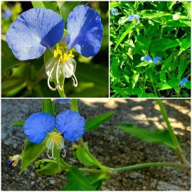 wandering jew 15 Spiderwort Day Lily Plants, Fresh Cuttings, Wandering Jew Blue, Easy to Care