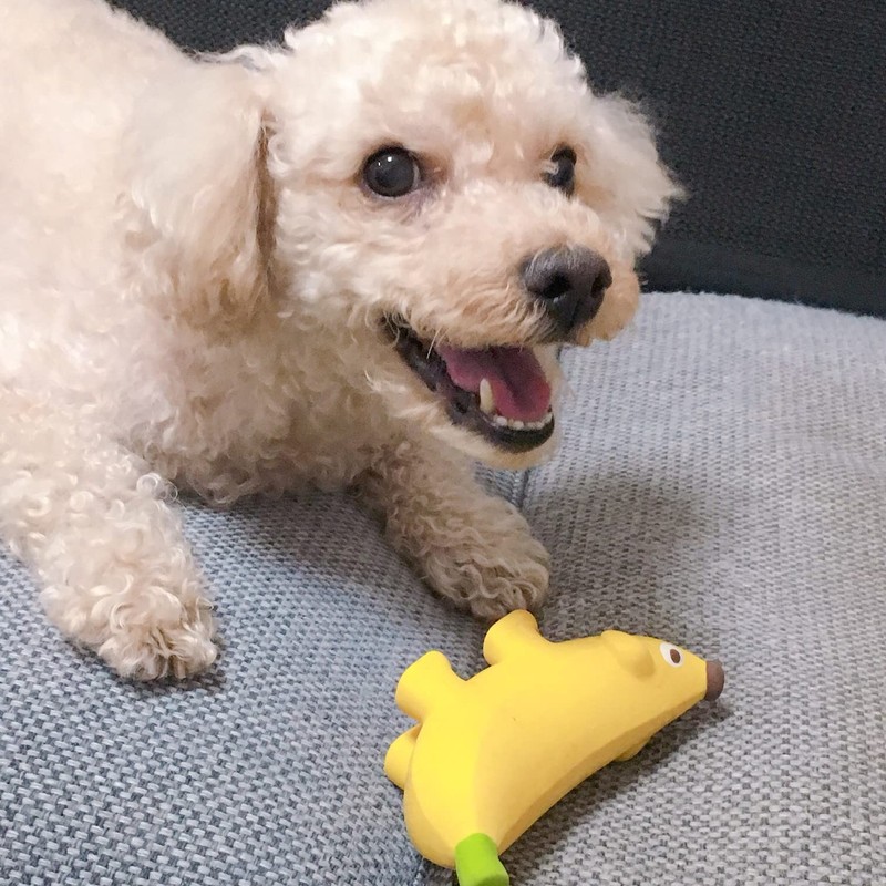 PLATZ PET SUPPLIES&FUN (Platz) Dog Toy Banana Dog Heart