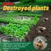 X-octenol 4 Pack Mole Repellent for Lawns Solar Powered Gopher