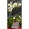 Orchitop L Set Orchid Pot with Saucer for All Orchids