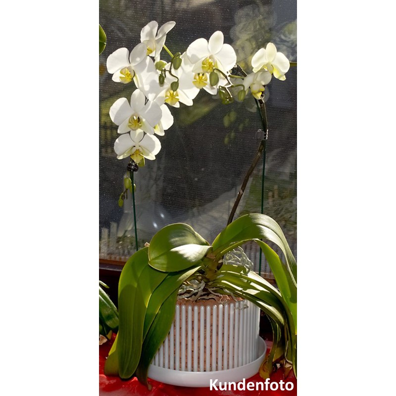 Orchitop L Set Orchid Pot with Saucer for All Orchids