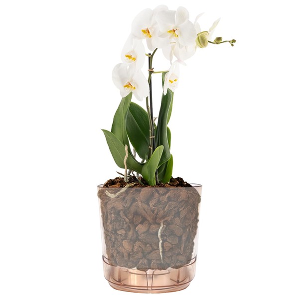 alqua 17CM Amber Transparent Orchid Pot – Round Self Watering