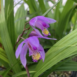 BLETILLA Yokohama Kate Purple Yellow Ground Orchid Live Plant Fragrant Terrestrial Starter Size 4 Inch Pot Emeralds R