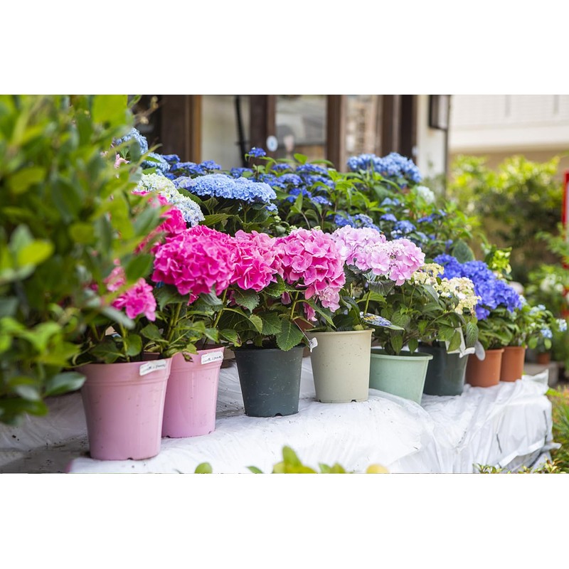 100+ Mix Hydrangea Seeds for Planting Macrophylla Giant Snowball Bonsai