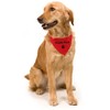 Dog collar with triangular cloth - adjustable from 32 to