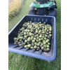 BLACK WALNUTS: 5lbs Fresh Organic 2025 Harvest, Naturally Grown in
