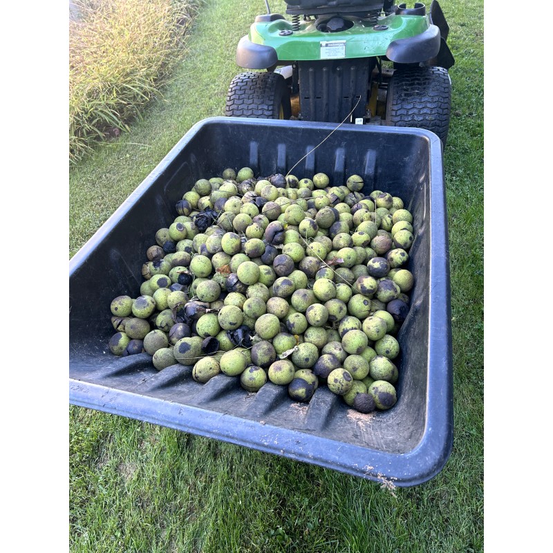 BLACK WALNUTS: 5lbs Fresh Organic 2025 Harvest, Naturally Grown in