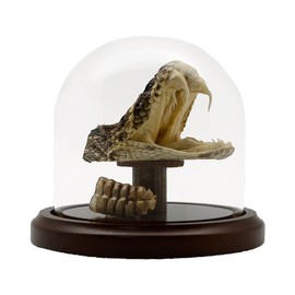 Treasure Gurus Eastern Diamondback Rattlesnake Head/Tail Rattle in Glass Dome Display 100% Real Taxidermy