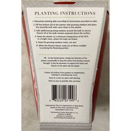 Garden State Bulb GSB Amaryllis White Christmas Bulb Kit Plant w/ Red Ceramic