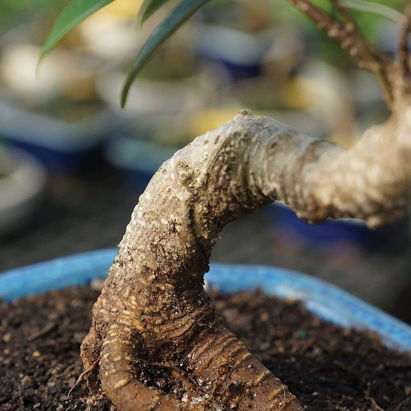 Brussel's Bonsai Live Golden Gate Ficus Indoor Bonsai Tree-7 Years