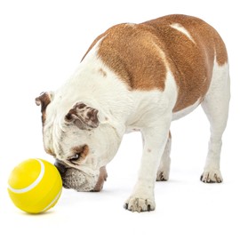 GURU Pet: Giggling Tennis Ball - Large - 4.5" Yellow Dog Toy, Motion Activated Sounds, Interactive Play, Durable Non-Toxic Rubber, Chase-Bounce-Giggle