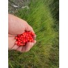 Alaska Wild Harvested Bunchberry Cornus Canadensis Alaska Wild Harvest 25