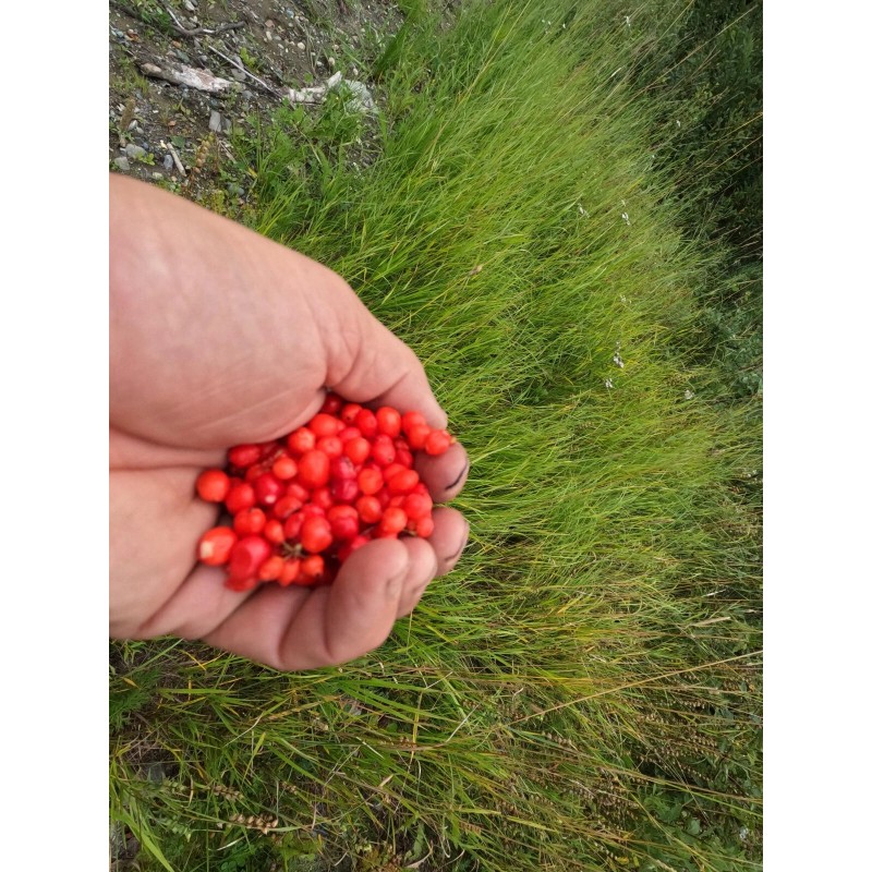Alaska Wild Harvested Bunchberry Cornus Canadensis Alaska Wild Harvest 25
