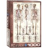 EuroGraphics The Skeletal System