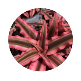 Earth Star Pink Starlite Tropical Terrestrial Bromeliad Live Plant Variegated Blush Red Green Leaf Starter Size 4 Inch Pot Emerald R