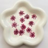 100pcs/pack Ammi majus Natural Pressed Dried Flower for Resin Jewelry