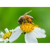 500 g Organic Bee Pollen Powder, Extra fine, Unheated, Pure