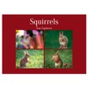 Squirrels - Tiny Explorers (Monthly Wall Calendar 2026 16.5" x