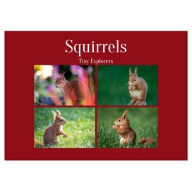 Squirrels - Tiny Explorers (Monthly Wall Calendar 2026 16.5" x 23.4" (open)), CALVENDO 14 Month Calendar