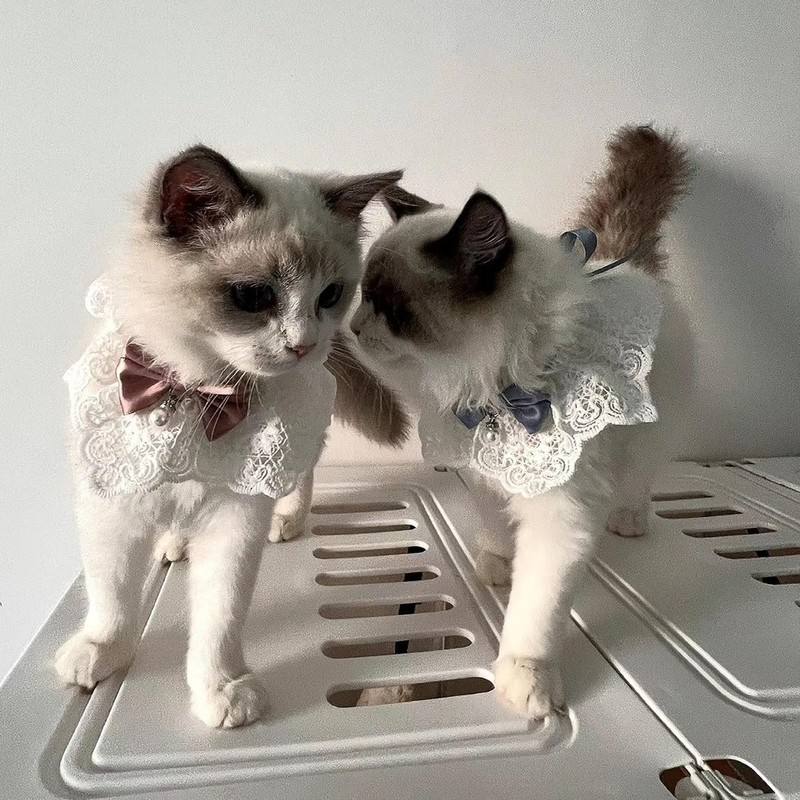 Hjvvr Cat Collar,Pink Cat Bib with Bow,Adjustable Lace Bib Scarf