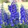 Sky Blue Delphinium Tall Seeds 30+ Seeds for Planting