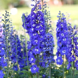 Sky Blue Delphinium Tall Seeds 30+ Seeds for Planting