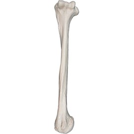 Humerus Bone Model - Left - Anatomically Accurate Human Humerus Bone Replica - hBARSCI