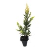 Lime Glow Juniper - 3 Live Plants - Juniperus Horizontalis