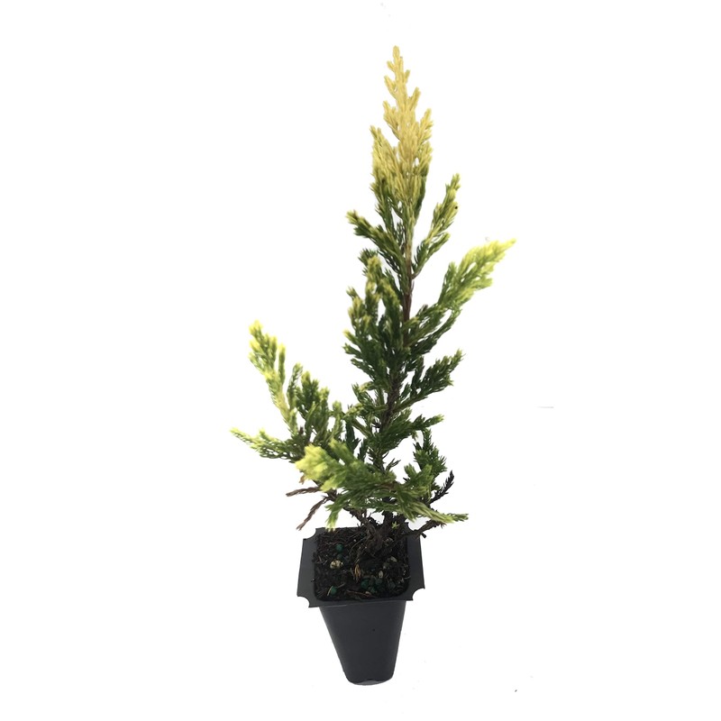 Lime Glow Juniper - 3 Live Plants - Juniperus Horizontalis