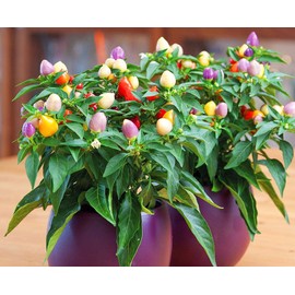 CEMEHA SEEDS Rare Pepper Ornamental Dwarf Mix Vegetable Indoor Heirloom Organic Non-GMO