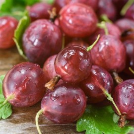 live plant Hinnomaki Red Gooseberry Plant well rooted starter plant 15-20 inches tall