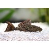Supreme Freshwater Aquatic Snail Food Mix with Calcium,Bug Sticks,Krill,Spirulina &