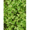 Golden Acre Cabbage Seeds: 5 Lb - Bulk, Non-GMO, Heirloom