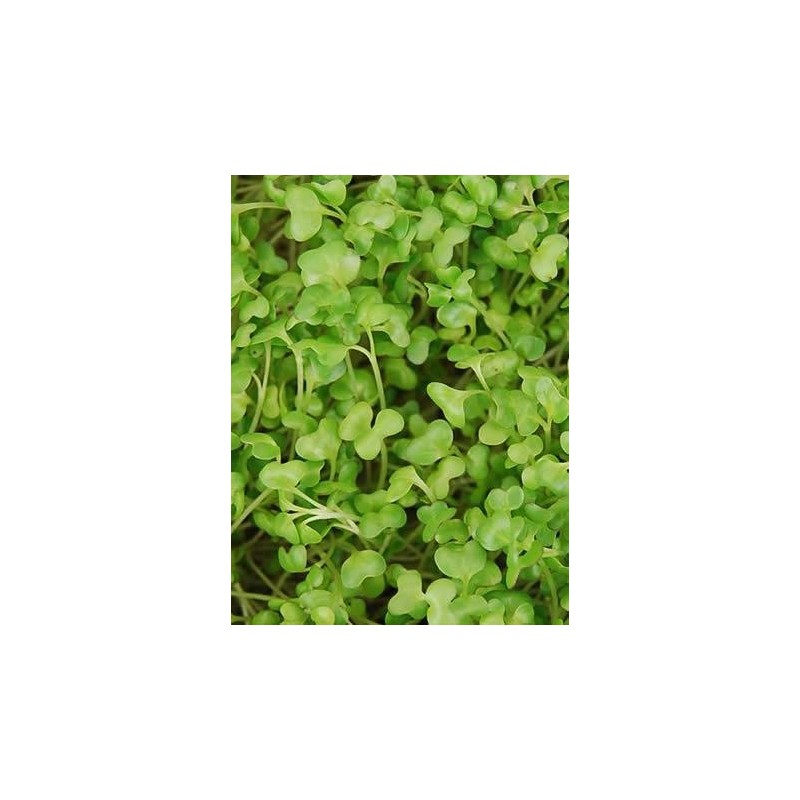 Golden Acre Cabbage Seeds: 5 Lb - Bulk, Non-GMO, Heirloom