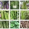 20 Packets Asian Vegetable Seeds For Planting-Heirl