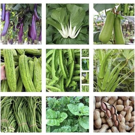 20 Packets Asian Vegetable Seeds For Planting-Heirl