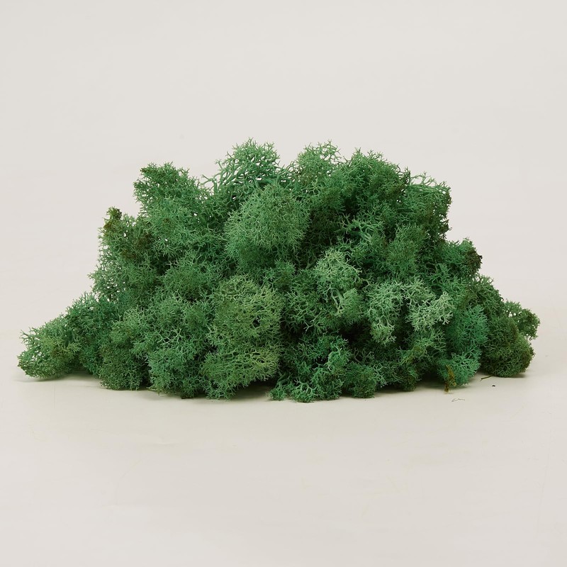 prefleur prefleur Preserved Reindeer Craft Moss Natural Green DIY Kit