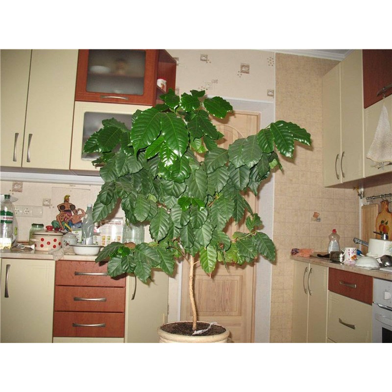 Seeds4planting - Seeds Coffee Tree Arabian Ornamental Dwarf Plant Perennial
