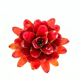 ragnaroc Live Plants – Bromeliad Neoregelia Lamberts Pride, 8-12" in 6" Pot - 1ct - Live Arrival Guaranteed - House Plants for Home Decor & Gift