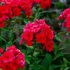 Eden Brothers Annual Phlox Seeds - Red