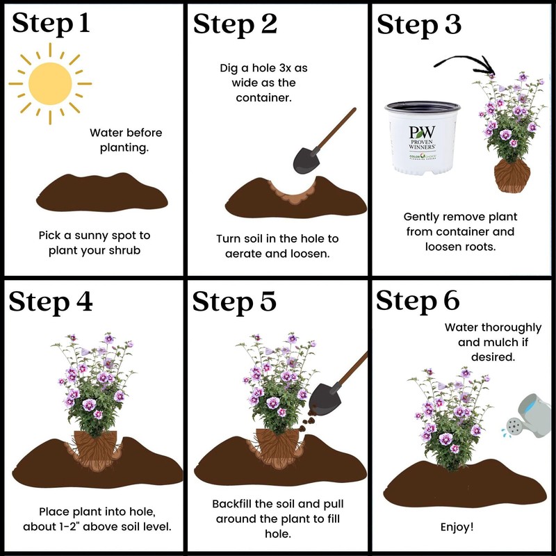 Proven Winners 2 Gal. Purple Pillar Rose of Sharon (Hibiscus)