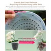6 inch Orchid Pots with Holes for Repotting with Excellent