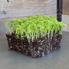Green Mustard Microgreens Seeds - 1 Oz ~18,000 Seeds -